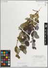 Foto von Salix myrsinifolia Salisb.